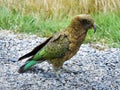 Kea Parrot Bird, New Zealand Royalty Free Stock Photo